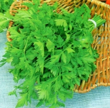 Петрушка Фитнес - ООО «Семена Тут»