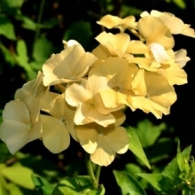 Флокс друммонди Красотка в  желтом - ООО «Семена Тут»