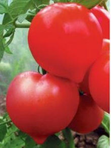 img-1: Томат Государь F1 (инкруст. семена) - ООО «Семена Тут»