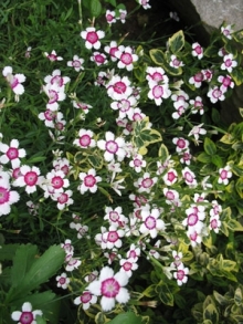 img-1: Гвоздика травянка Вайт-Ред - ООО «Семена Тут»