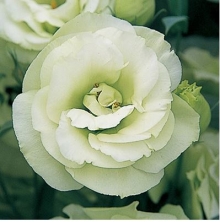 Эустома Арена 3 Грин  [100 драже] - ООО «Семена Тут»