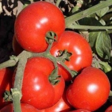 Томат Лоджейн F1 - ООО «Семена Тут»