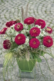 img-1: Цинния Гиганты Бенари Вайн [50 шт] - ООО «Семена Тут»