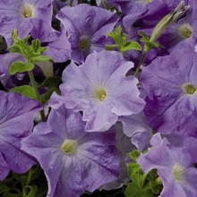 Петуния грандифлора Лимбо Джи Пи Скай Блю [1000 драже] - ООО «Семена Тут»