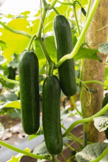 img-1: Огурец Прадо F1 - ООО «Семена Тут»