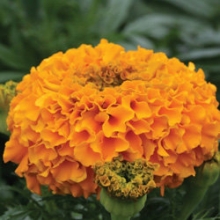 Бархатцы прямостоячие Дюн Оранж [1000 шт] - ООО «Семена Тут»