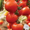 Томат Алая каравелла F1 (инкруст. семена) - ООО «Семена Тут»