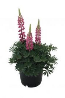 img-1: Люпин Люпини Ред [1000 шт] - ООО «Семена Тут»