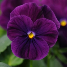 Виола рогатая Сорбет ИксПи Парпл Имп [100 шт] - ООО «Семена Тут»