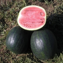Арбуз Икар - ООО «Семена Тут»