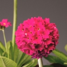 Примула зубчатая Королла Дип Роуз [100 шт] - ООО «Семена Тут»