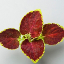 Колеус Файрвей Руби [1000 шт]* - ООО «Семена Тут»