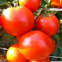 Томат Подарочный - ООО «Семена Тут»