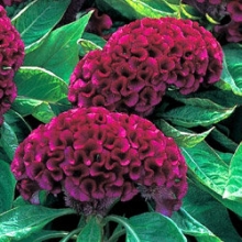 Целозия гребенчатая Армор Парпл [1000 шт] - ООО «Семена Тут»