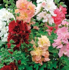 Шток-роза Спринг Селебритис Формула микс [100 шт] - ООО «Семена Тут»