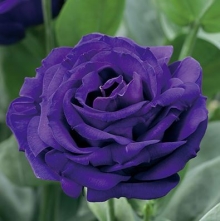 Эустома Арена 3 Парпл  [100 драже] - ООО «Семена Тут»