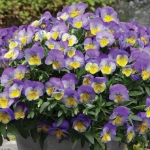 img-1: Виола ампельная Кул Вэйв Морфо [1000 шт] - ООО «Семена Тут»