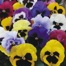 Виола крупноцветковая Маммот Микс [1000 шт] - ООО «Семена Тут»