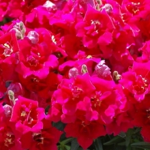 Львиный зев махровый Твинни Виолет [1000 шт] - ООО «Семена Тут»