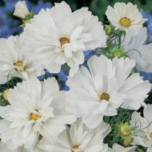 Космея махровая Психе Вайт - ООО «Семена Тут»