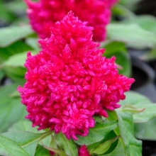 Целозия перистая Кимоно Роуз [100 шт] - ООО «Семена Тут»