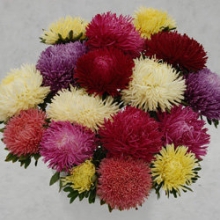 Астра Ювел Микс  [5 гр] - ООО «Семена Тут»