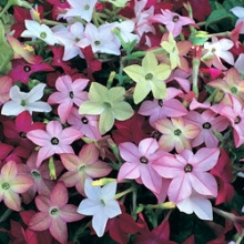 Табак Сандер Авалон Микс [50 драже] - ООО «Семена Тут»