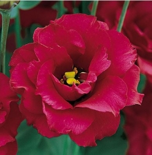 Эустома Арена 3 Ред  [1000 драже] - ООО «Семена Тут»