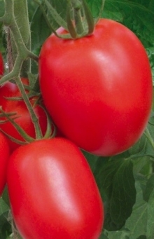 img-1: Томат Роксет F1 - ООО «Семена Тут»