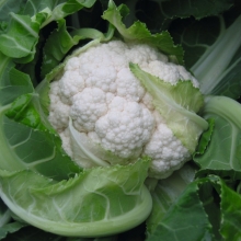 Капуста цветная Балбоа F1 - ООО «Семена Тут»