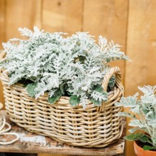 img-1: Цинерария Квиксильвер [1000 шт] - ООО «Семена Тут»