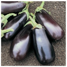 Баклажан Классик F1 - ООО «Семена Тут»