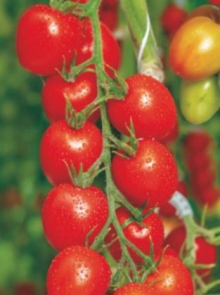 img-1: Томат Оригами F1 - ООО «Семена Тут»