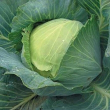 Капуста белокочанная Куизор F1 - ООО «Семена Тут»
