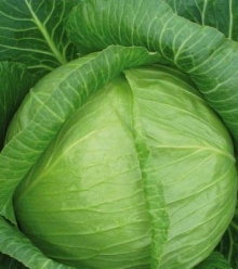 Капуста белокочанная Итон F1 - ООО «Семена Тут»