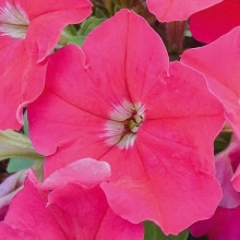 Петуния мультифлора Мамбо Джи Пи Роуз [100 драже] - ООО «Семена Тут»