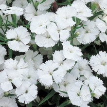 Гвоздика гибридная Телстар Вайт [100 штук] - ООО «Семена Тут»