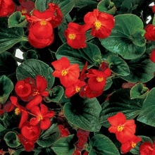 Бегония вечноцветущая Инферно Ред [1000 драже] - ООО «Семена Тут»
