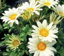 Газания Энорма Ванилла [100 шт] - ООО «Семена Тут»