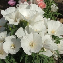 Годеция крупноцветковая Вейсер Страус - ООО «Семена Тут»