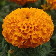 Бархатцы прямостоячие Тайшан Оранж [100 шт] - ООО «Семена Тут»