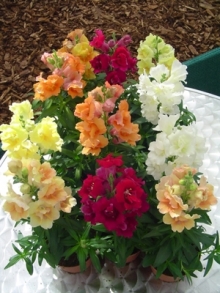 Львиный зев махровый Твинни Формула Микс [100 шт] - ООО «Семена Тут»