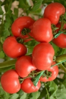 img-1: Томат Рапануи F1 - ООО «Семена Тут»