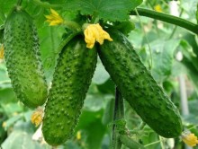 img-1: Огурец В 5016 F1 - ООО «Семена Тут»