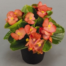 Бегония вечноцветущая Спринт Плюс Оранж [1000 драже] - ООО «Семена Тут»