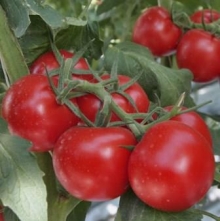 Томат Ред Ривер F1 - ООО «Семена Тут»