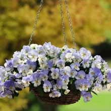 img-1: Виола ампельная Кул Вэйв Фрост  [1000 шт] - ООО «Семена Тут»