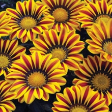 img-1: Газания Кисс Еллоу Флейм  [1000 шт] - ООО «Семена Тут»