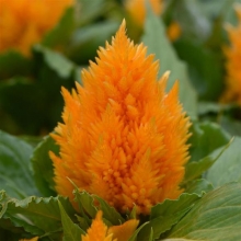 Целозия перистая Айс Крим Еллоу [1000 драже] - ООО «Семена Тут»