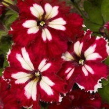 Петуния грандифлора Кан Кан Арлекин Бургунди [50 драже] - ООО «Семена Тут»